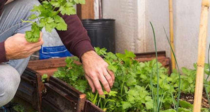 Abrió la inscripción para una nueva edición del Taller de Huerta Agroecológica 