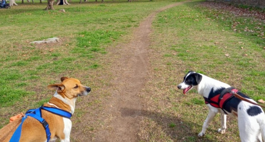 El Municipio invita a la comunidad a celebrar el Día del Animal con actividades para toda la familia