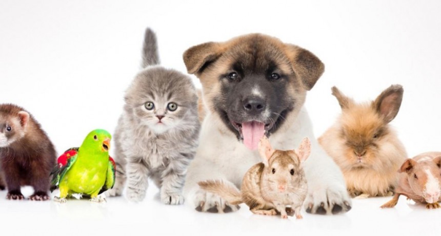 MASCOTAS: QUÉ IMPLICA LA TENENCIA RESPONSABLE Y CÓMO FOMENTARLA