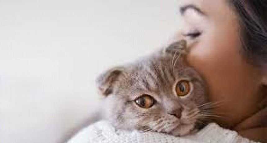 Derribando mitos sobre las alergias a los gatos