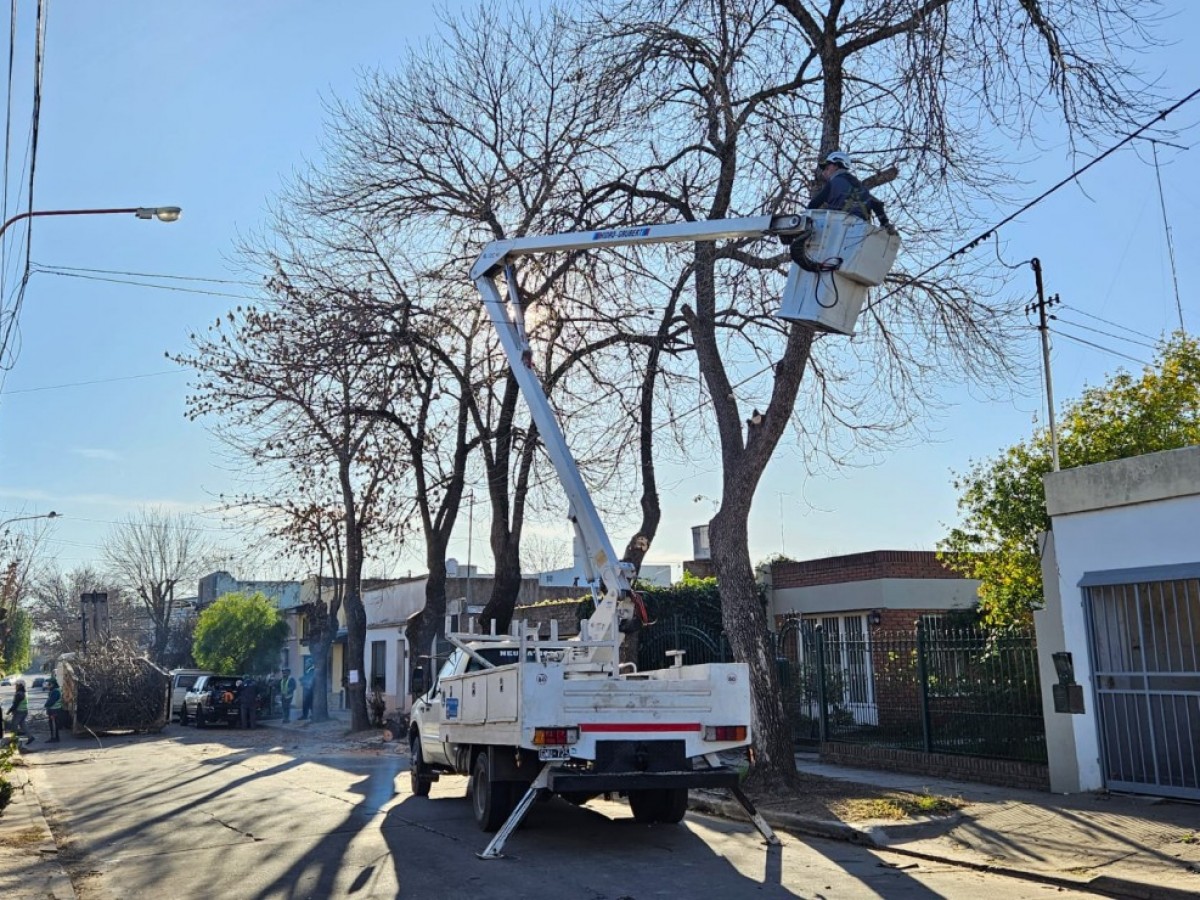 Continúan los trabajos de poda programada en la zona céntrica