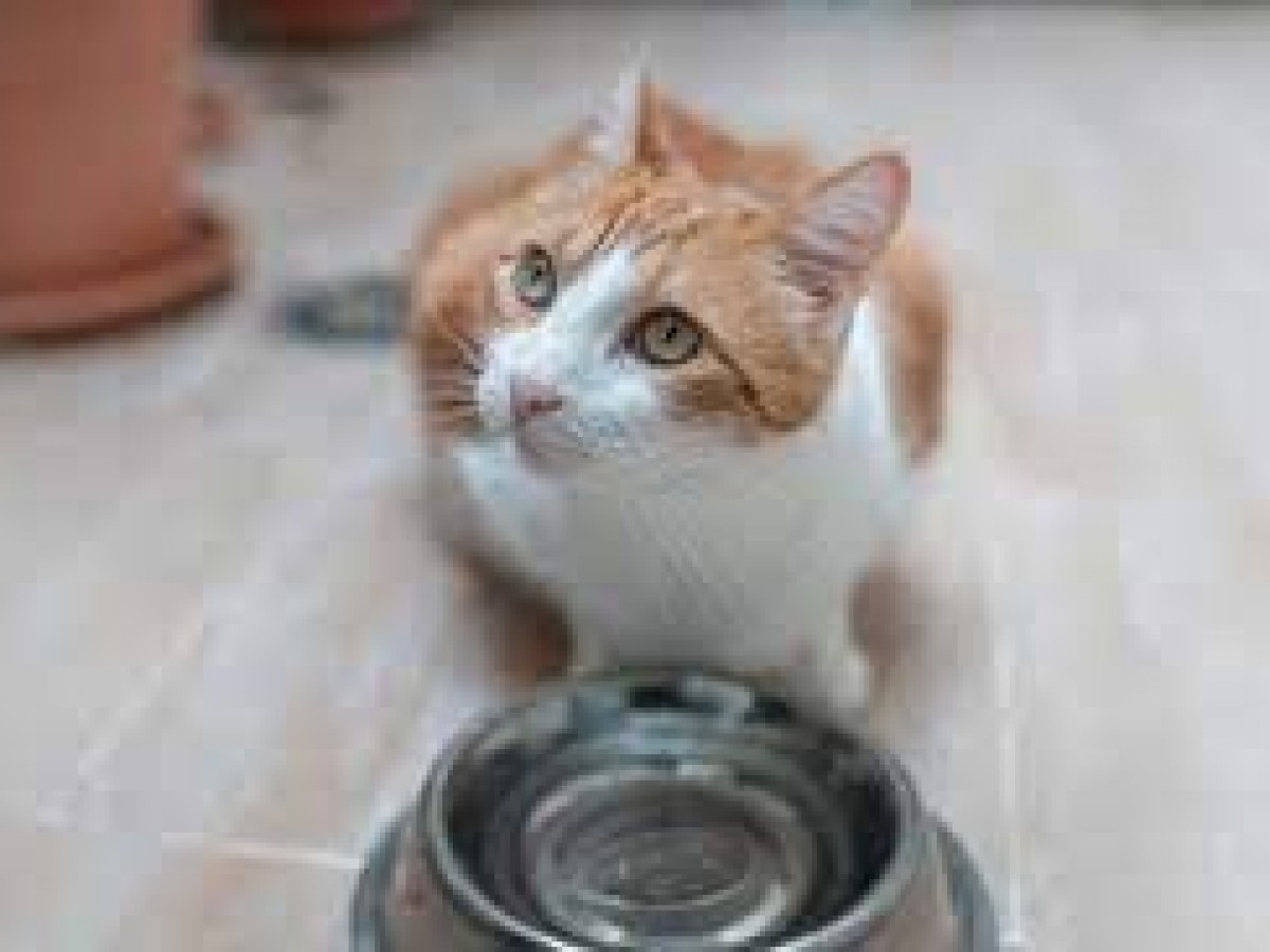Salud animal: ¿Cómo saber si tu gato está deshidratado? 