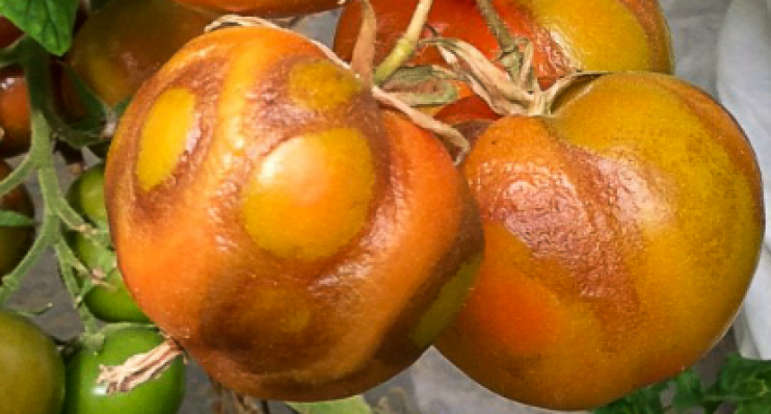 Alertan que se detecto virus rugoso del tomate en una plantación de Luján