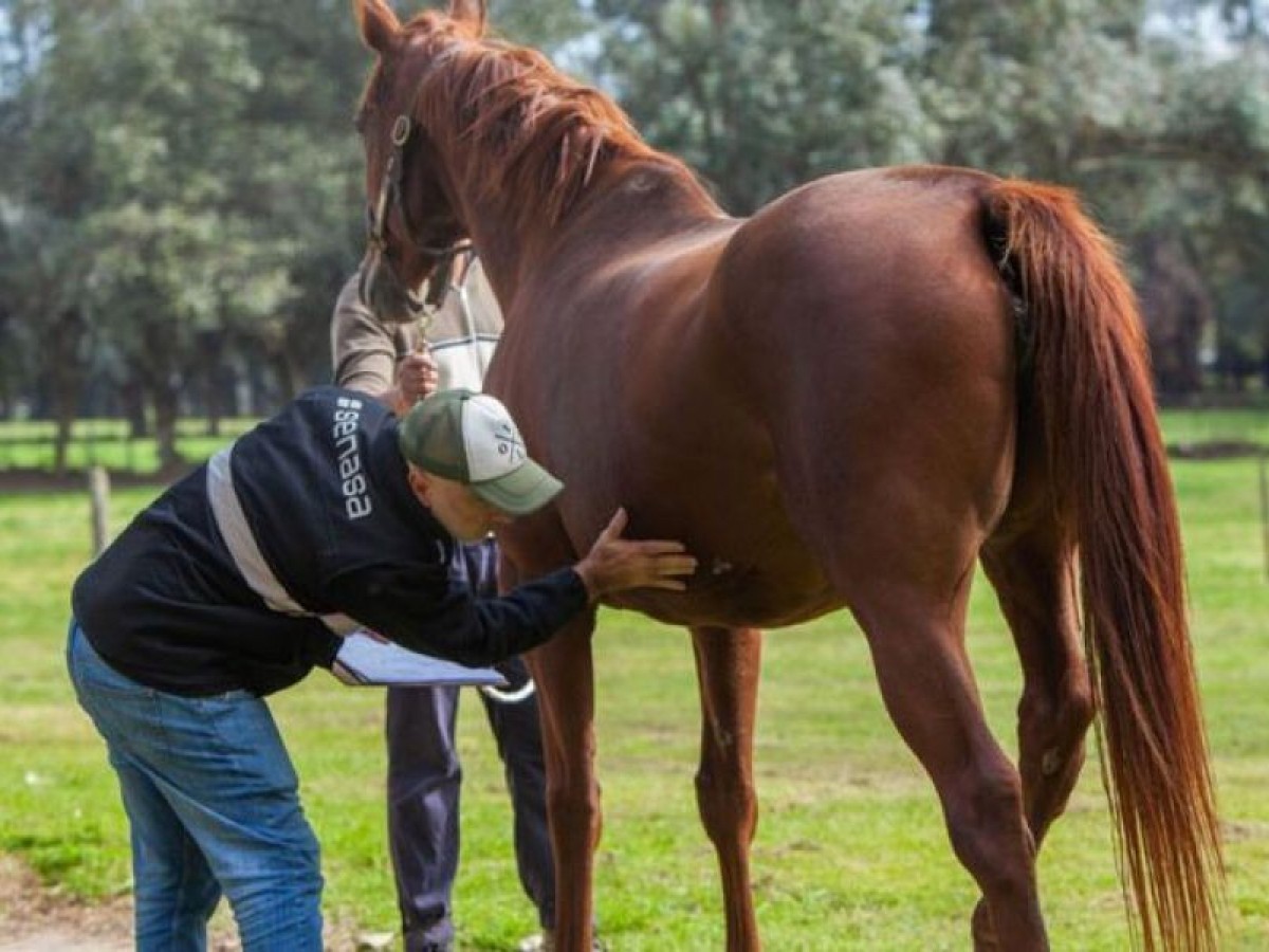 Campaña de prevención de la encefalomielitis equina