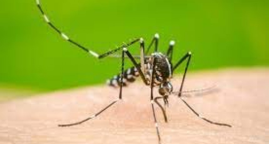 Se puede frenar el avance del dengue con simples medidas de prevención