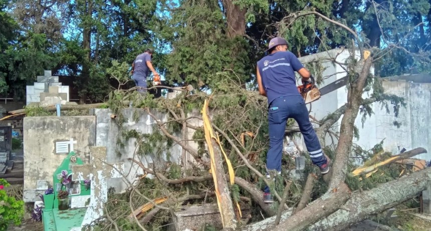 Trabajos de limpieza y reducción de árboles caídos en el Cementerio Municipal