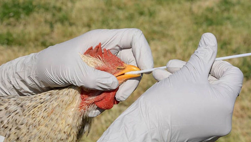 Provincia emite recomendaciones ante los primeros casos de gripe aviar