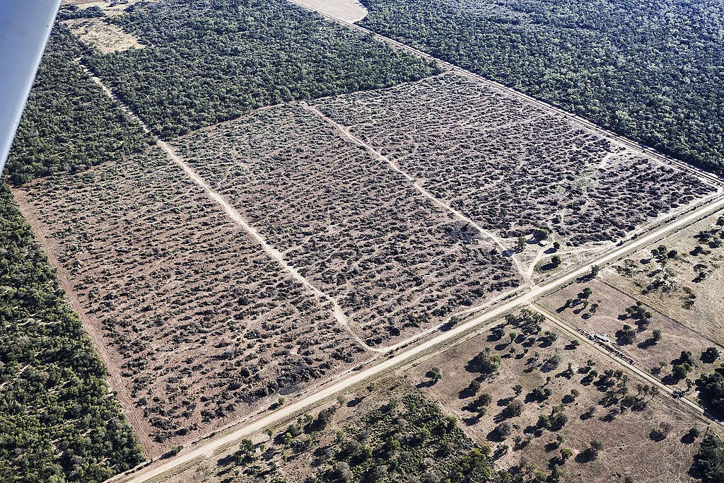 Alerta por la deforestación en el Gran Chaco, el segundo pulmón verde de Sudamérica. Cómo es la situación en Argentina