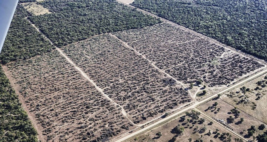 Alerta por la deforestación en el Gran Chaco, el segundo pulmón verde de Sudamérica. Cómo es la situación en Argentina
