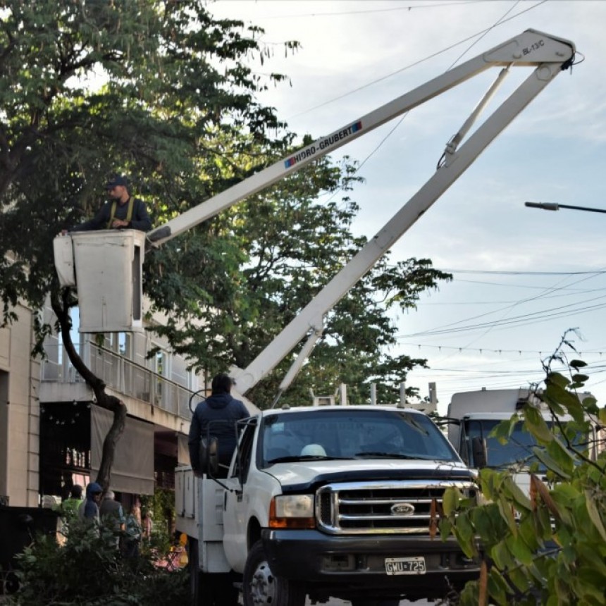 El Municipio inició trabajos de poda programada en la zona céntrica