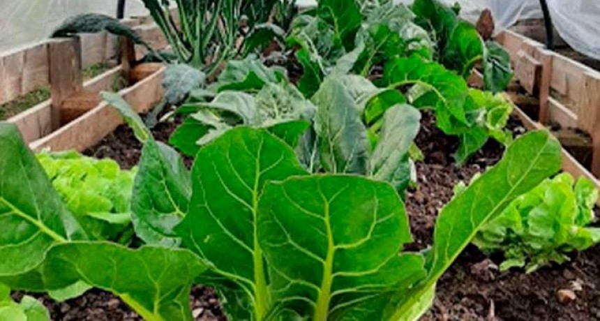 Se realizará una capacitación docente sobre huerta en el Complejo Udaondo