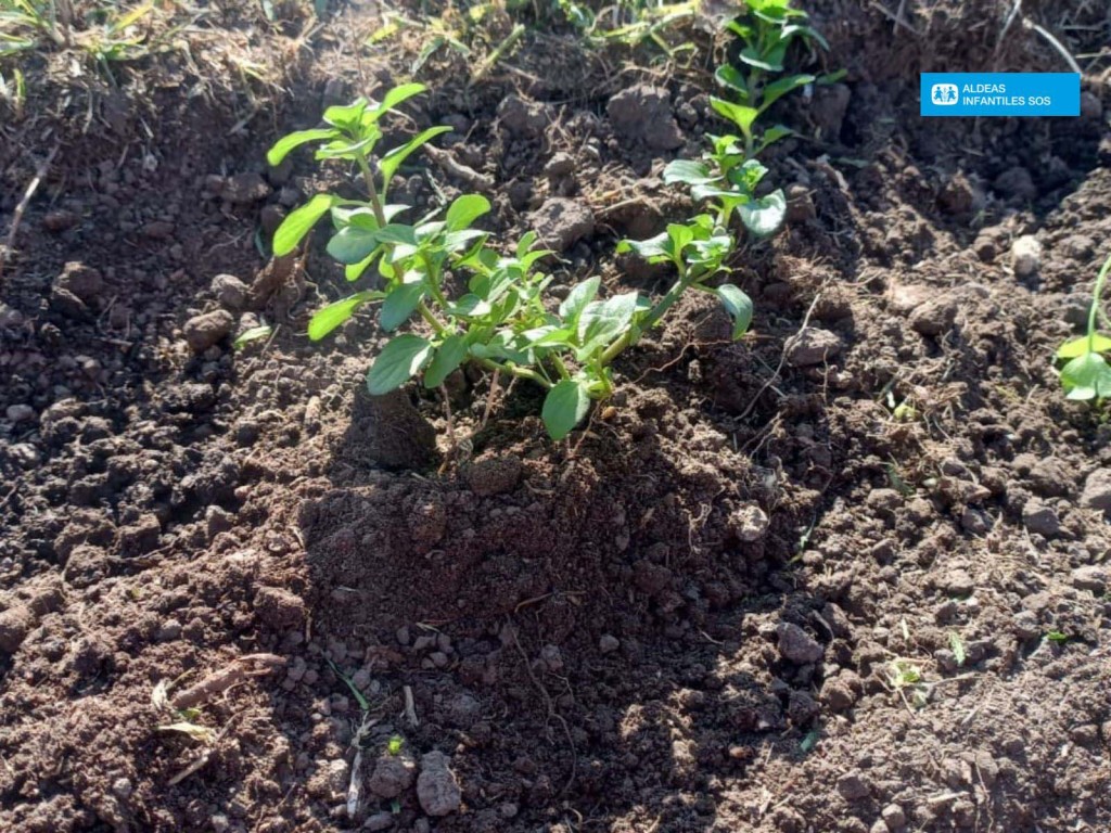 Taller de Huerta: Cultivando lazos y habilidades en adolescentes y jóvenes de la Filial Luján de Aldeas Infantiles SOS Argentina