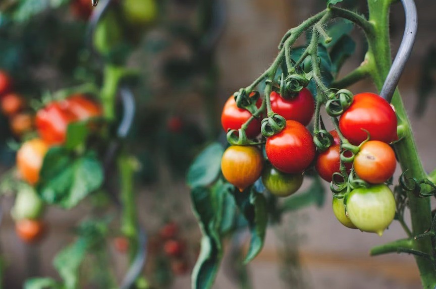 Intercambio de semillas, plantas y plantines por la llegada de la primavera