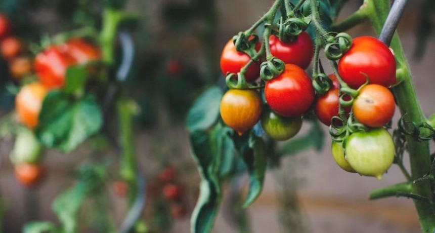 Intercambio de semillas, plantas y plantines por la llegada de la primavera