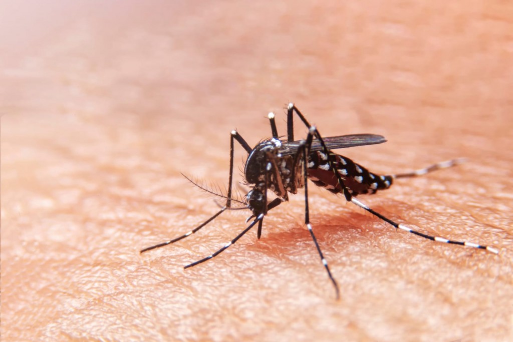 Campaña de prevención contra el Dengue, Zika y Chikungunya